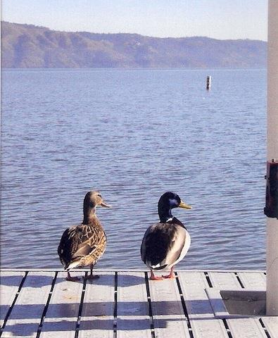 The Mallard House Inn Lakeport Facilidades foto